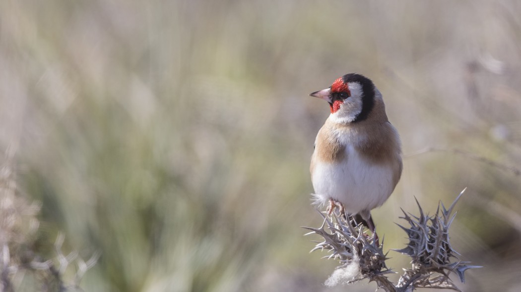 European Goldfinch