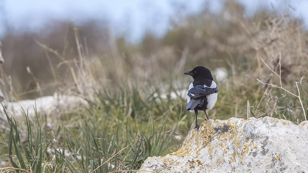 Eurasian Magpie