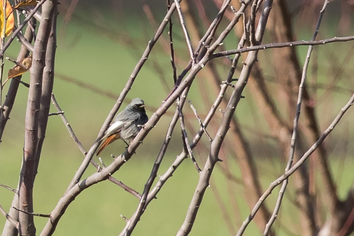 Black Redstart