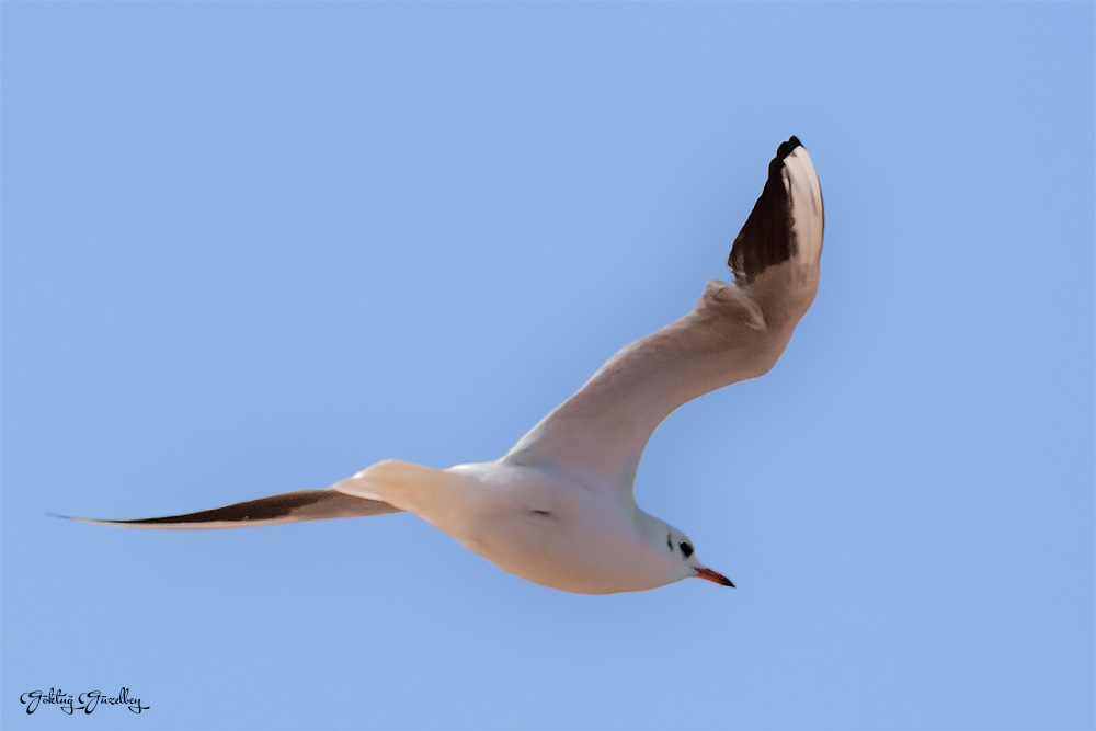 Black-headed Gull