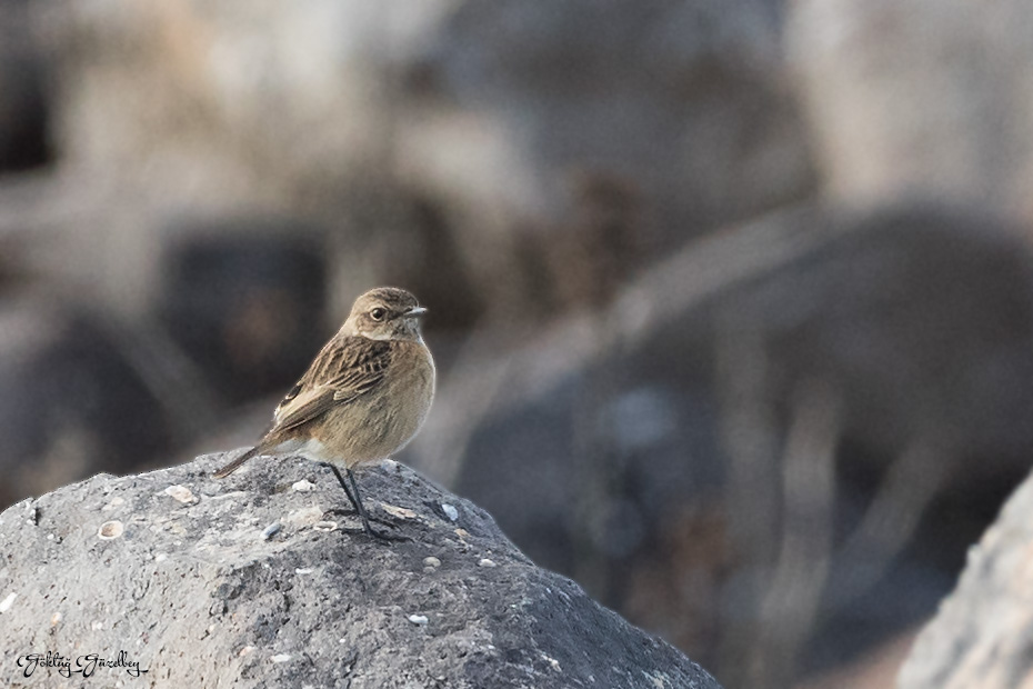 European Stonechat