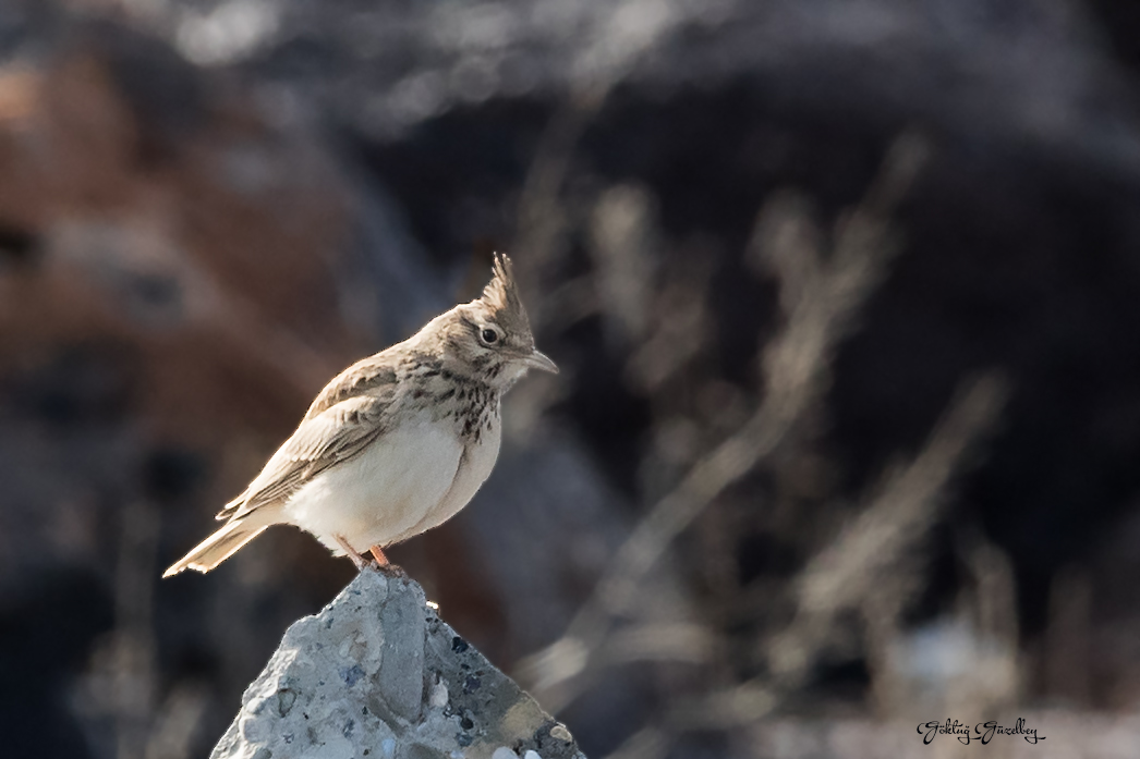 Crested Lark