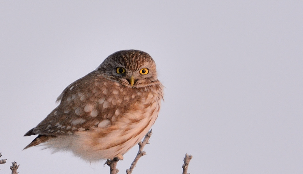 Little Owl