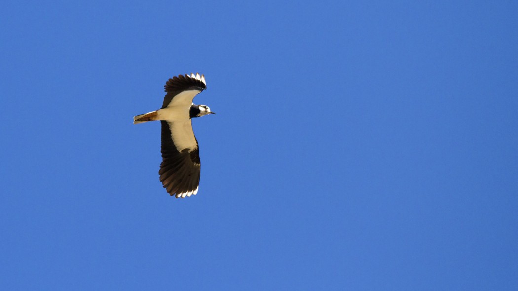 Northern Lapwing