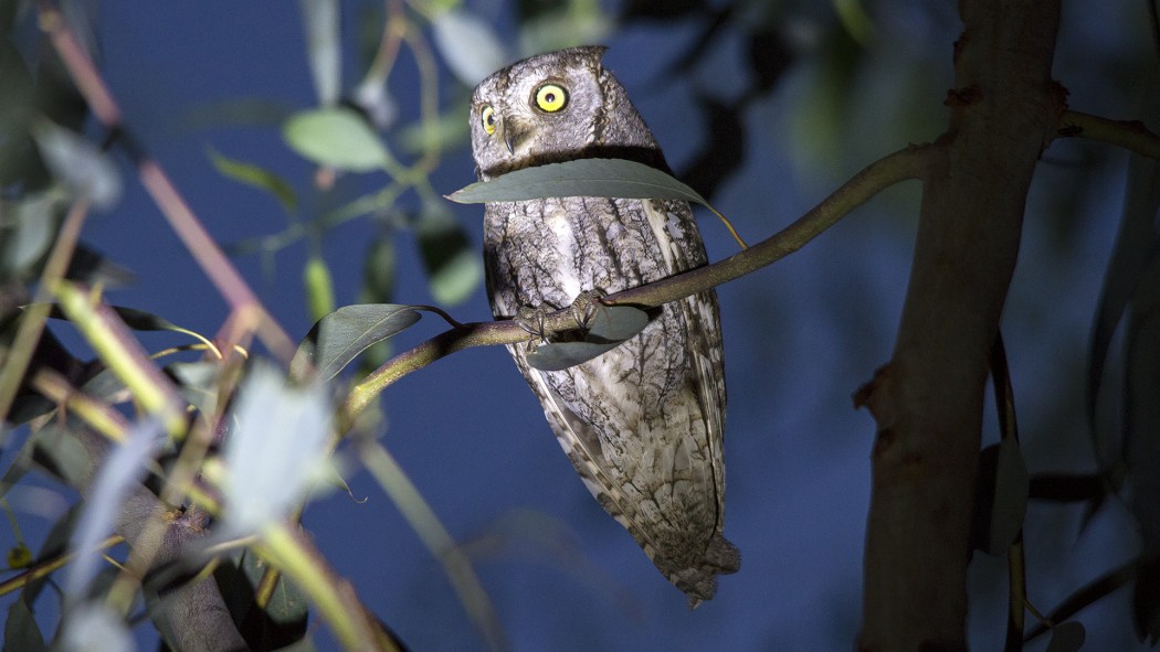 Eurasian Scops Owl