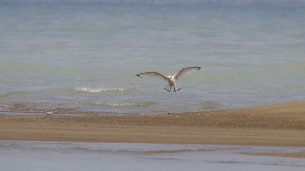 Black-legged Kittiwake