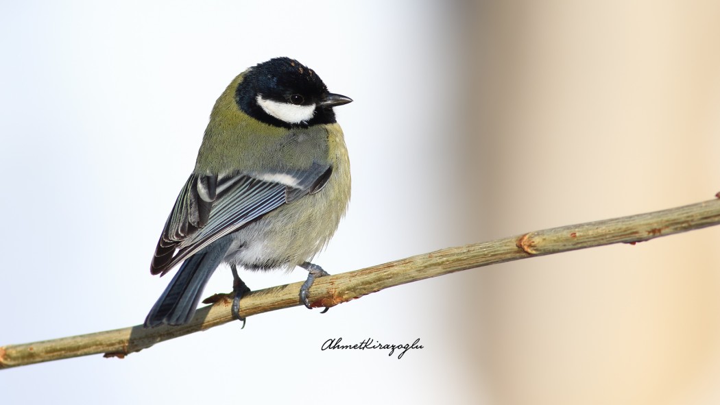 Great Tit