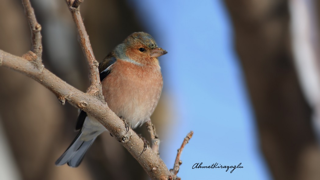 Eurasian Chaffinch