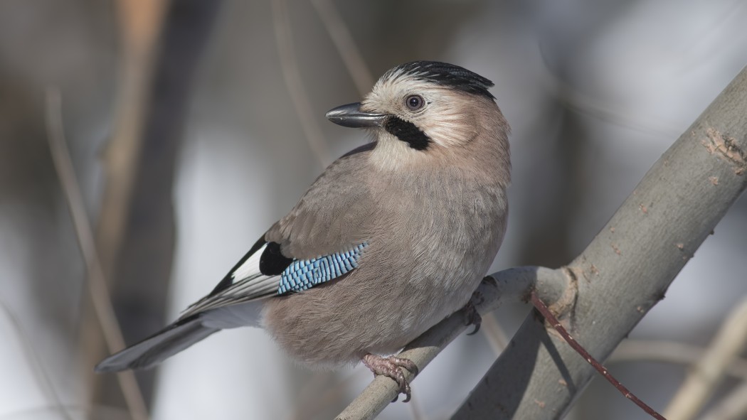 Eurasian Jay