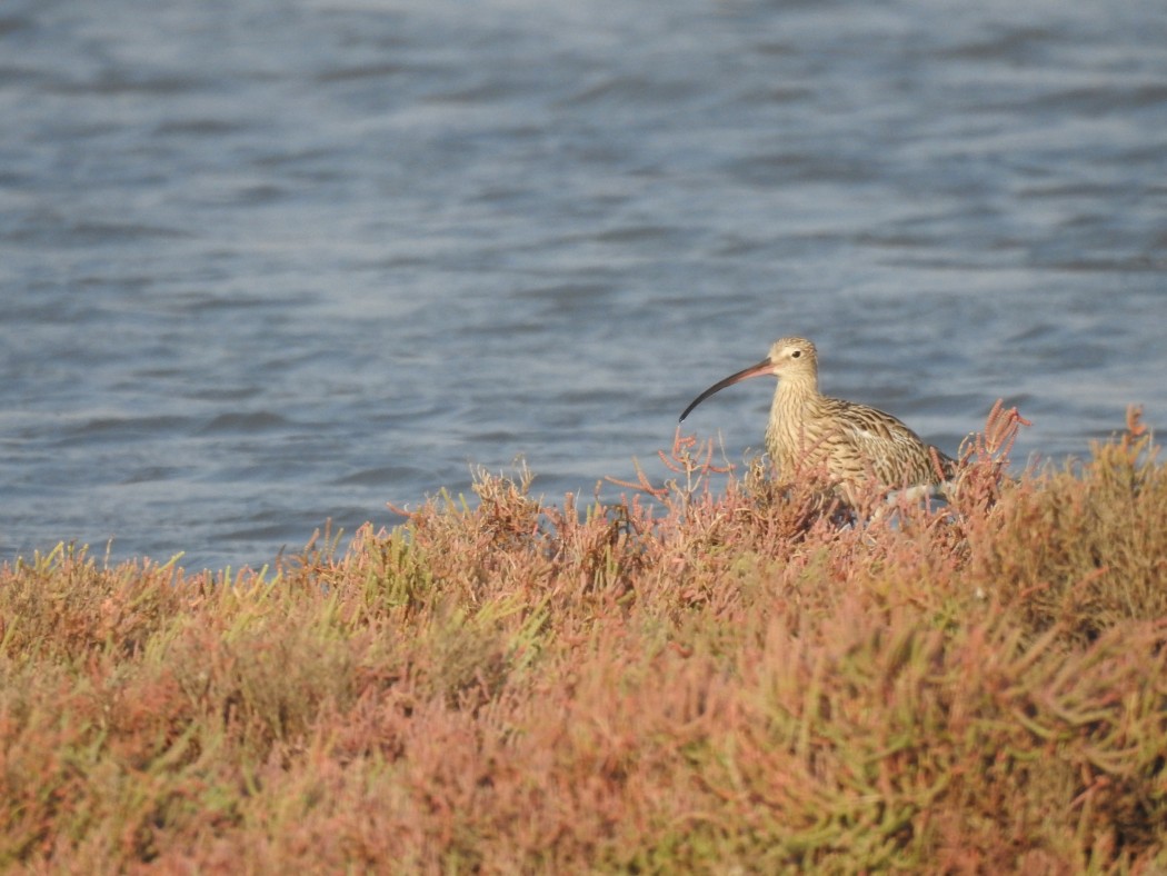 Eurasian Curlew
