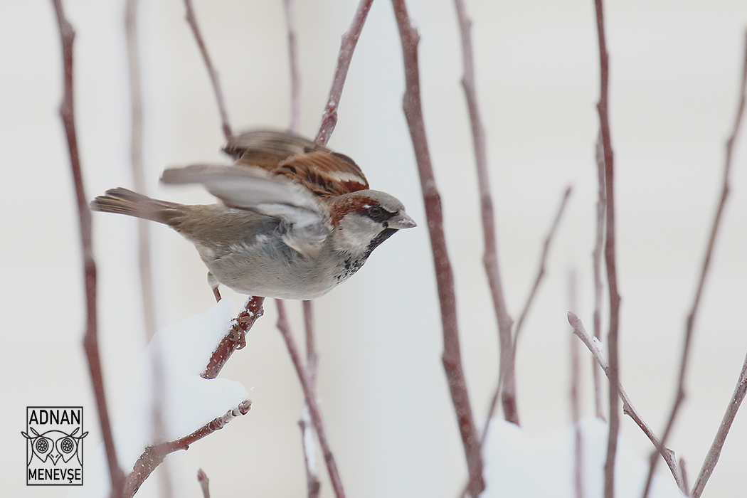 House Sparrow