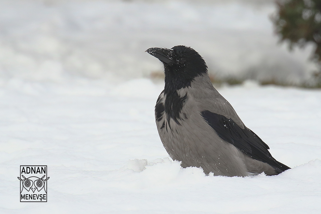 Hooded Crow