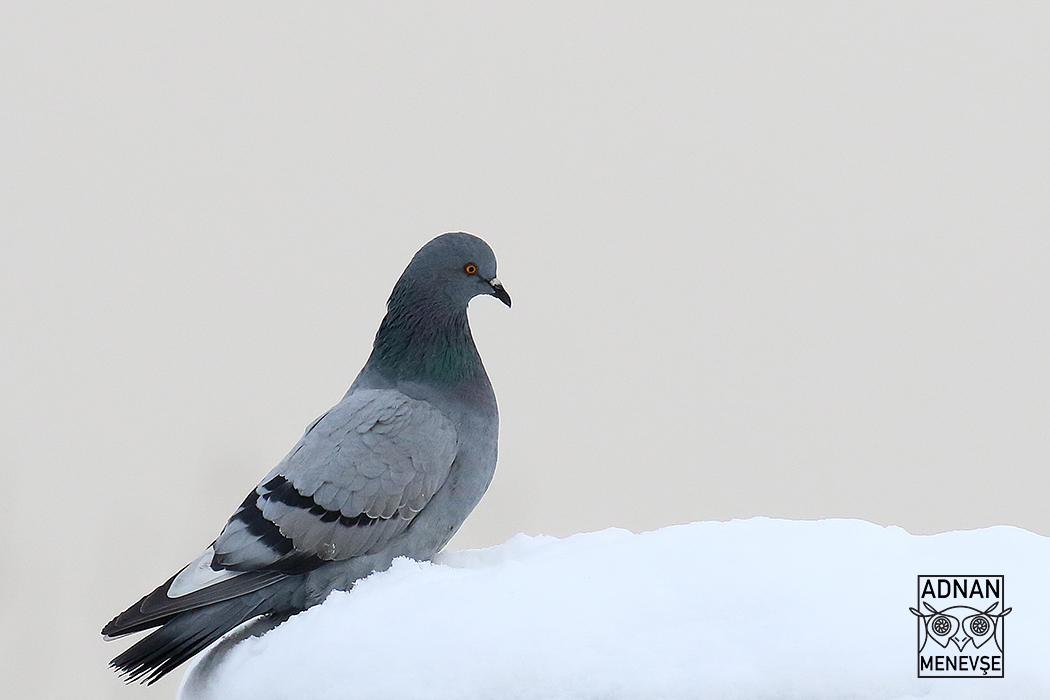Rock Dove