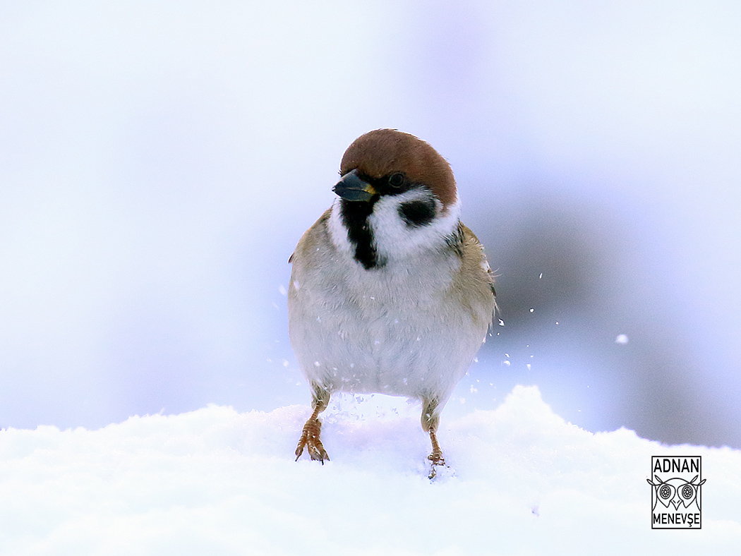 Eurasian Tree Sparrow