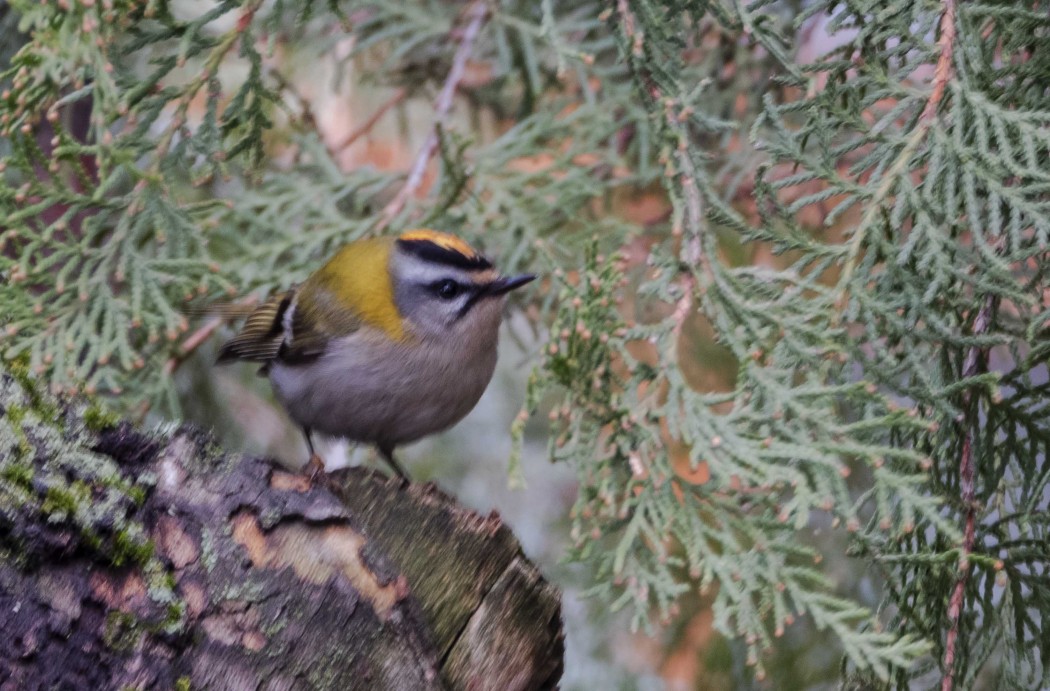Common Firecrest