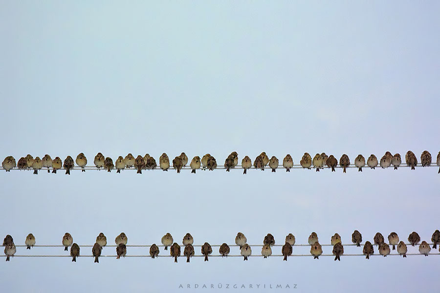 House Sparrow
