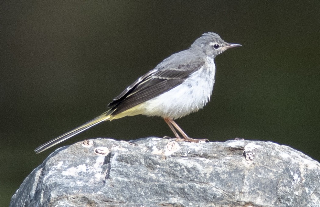 Grey Wagtail