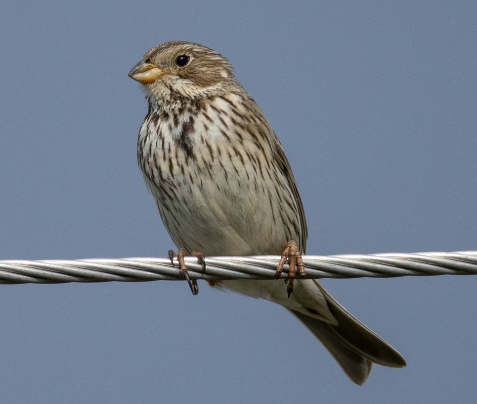 Corn Bunting