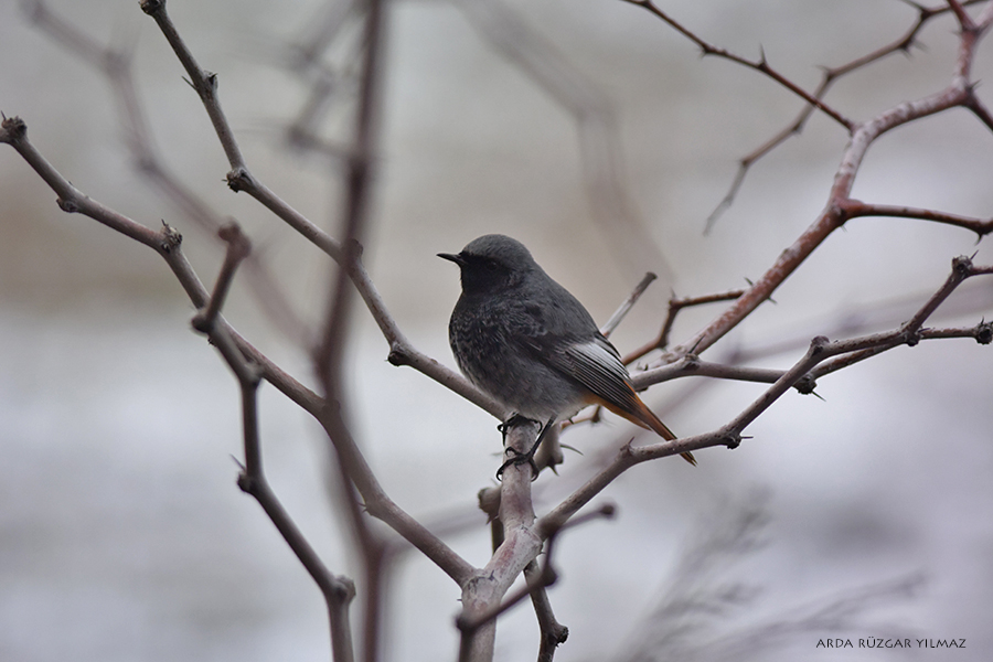 Black Redstart