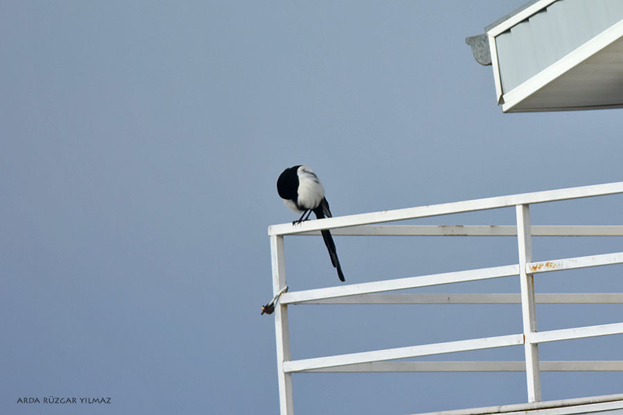 Eurasian Magpie