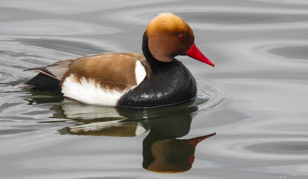 Red-crested Pochard