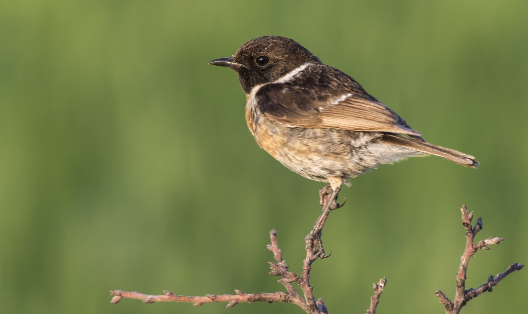 European Stonechat