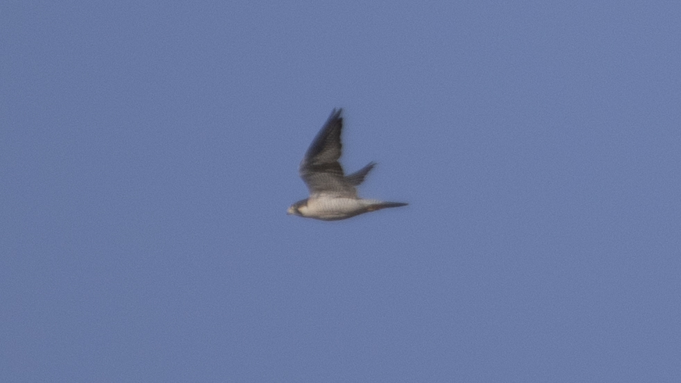 Peregrine Falcon