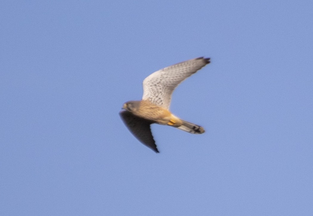 Common Kestrel