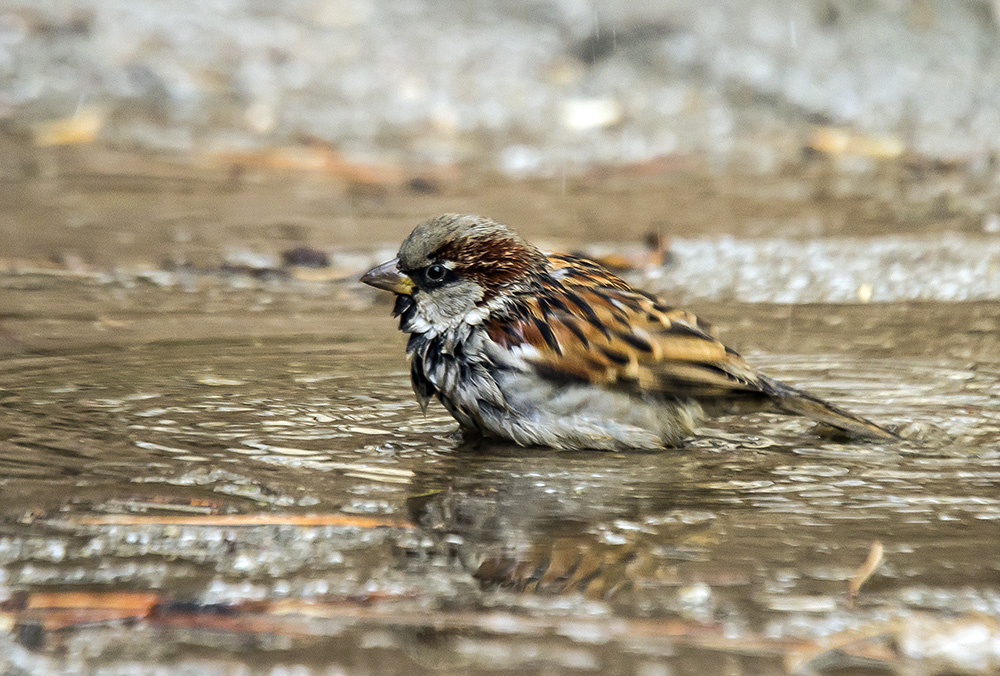 House Sparrow