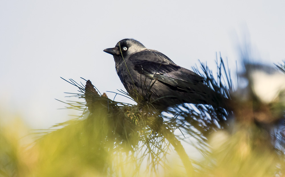 Western Jackdaw