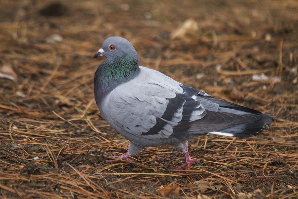 Rock Dove