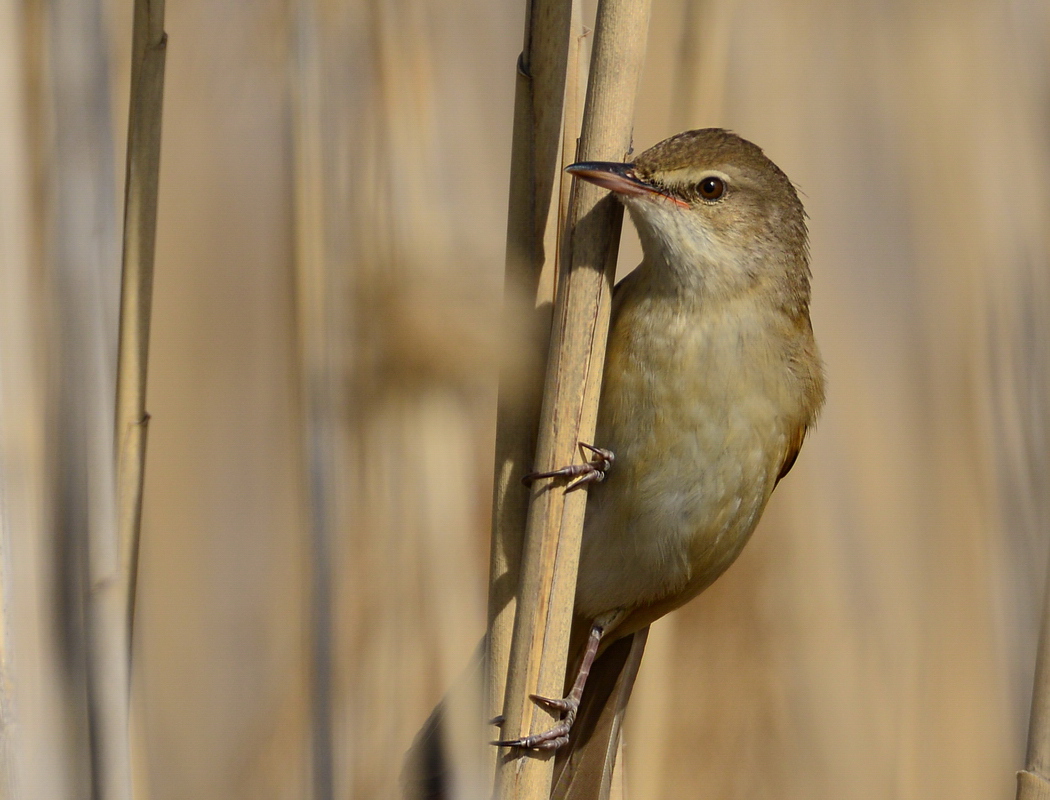 Great Reed Warbler