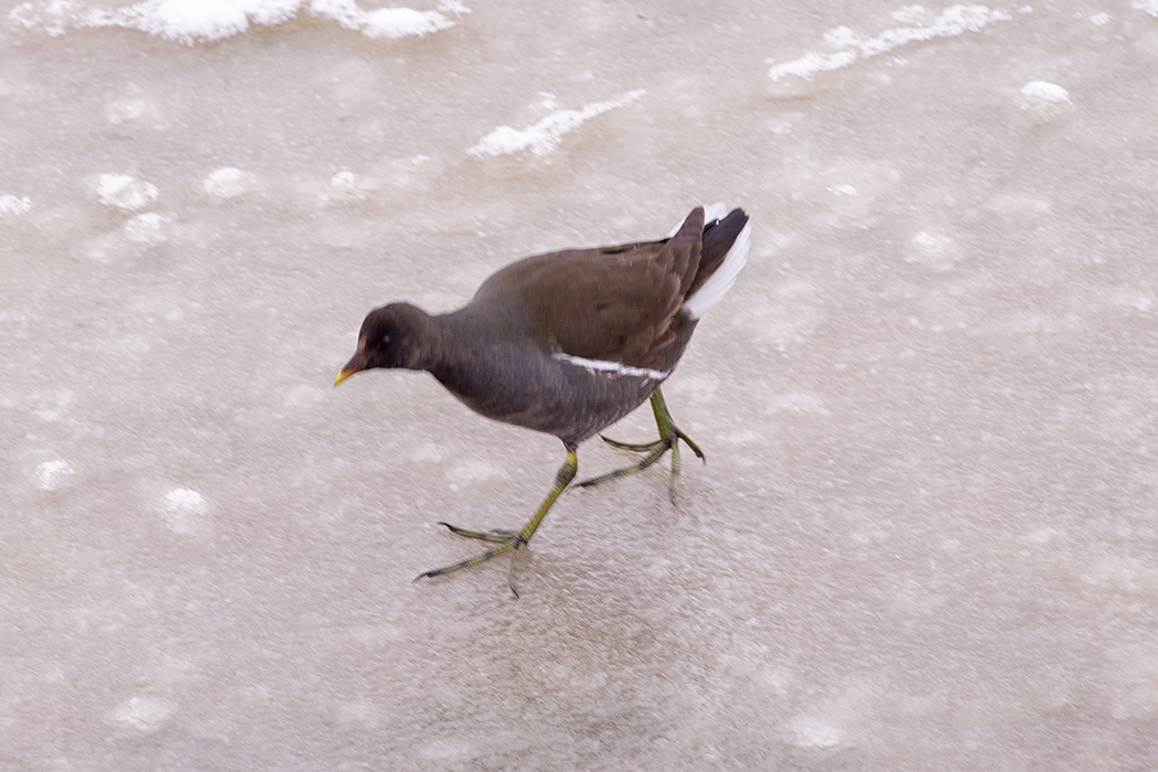 Common Moorhen