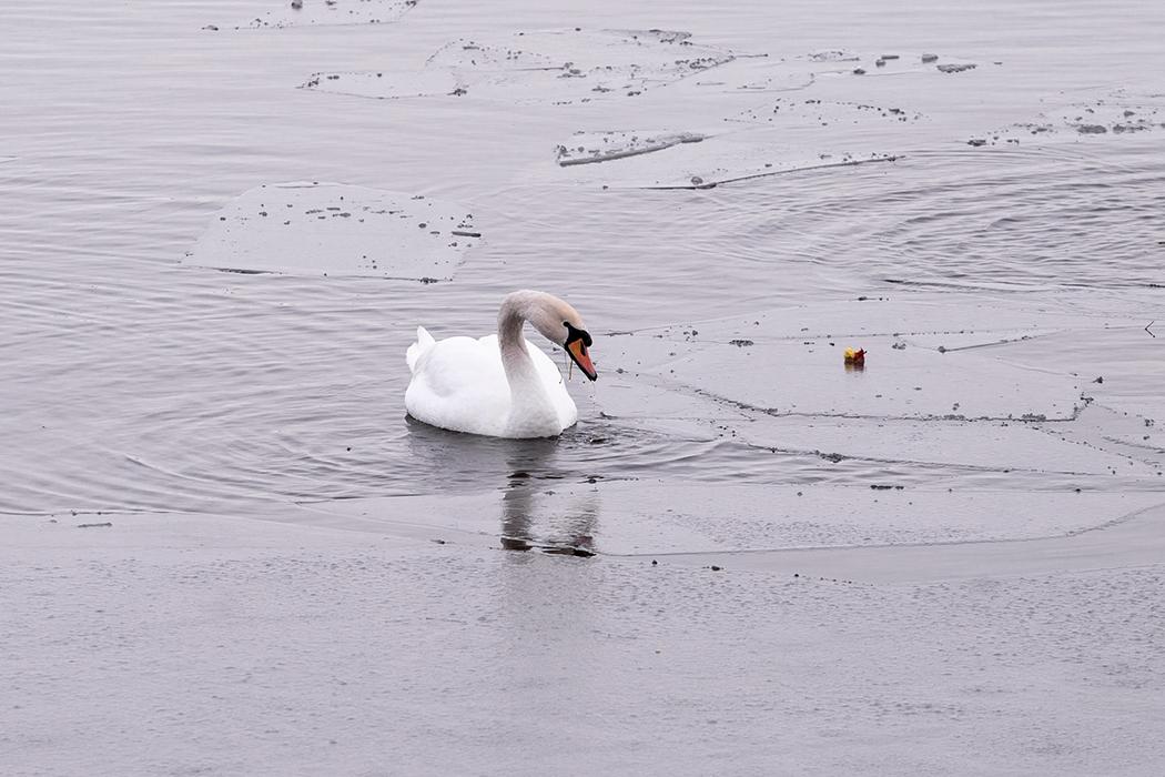 Mute Swan