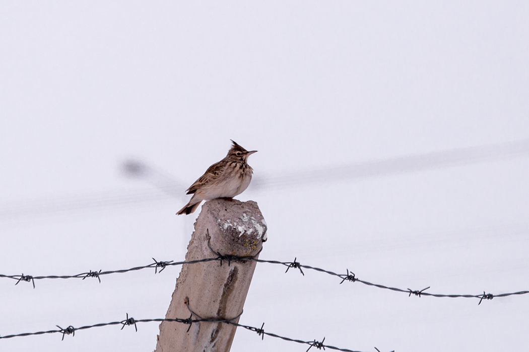 Crested Lark