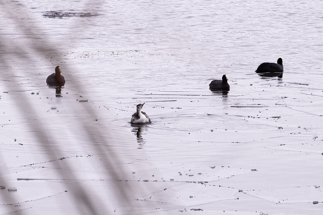 Great Crested Grebe