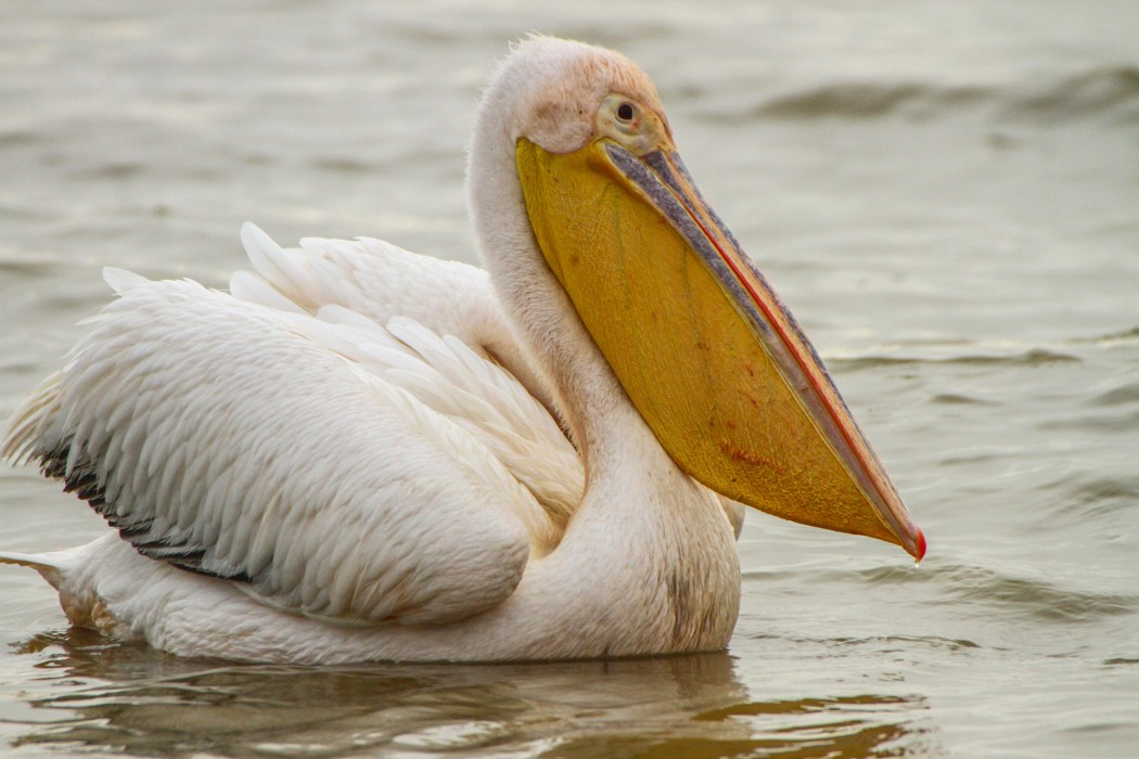 Great White Pelican