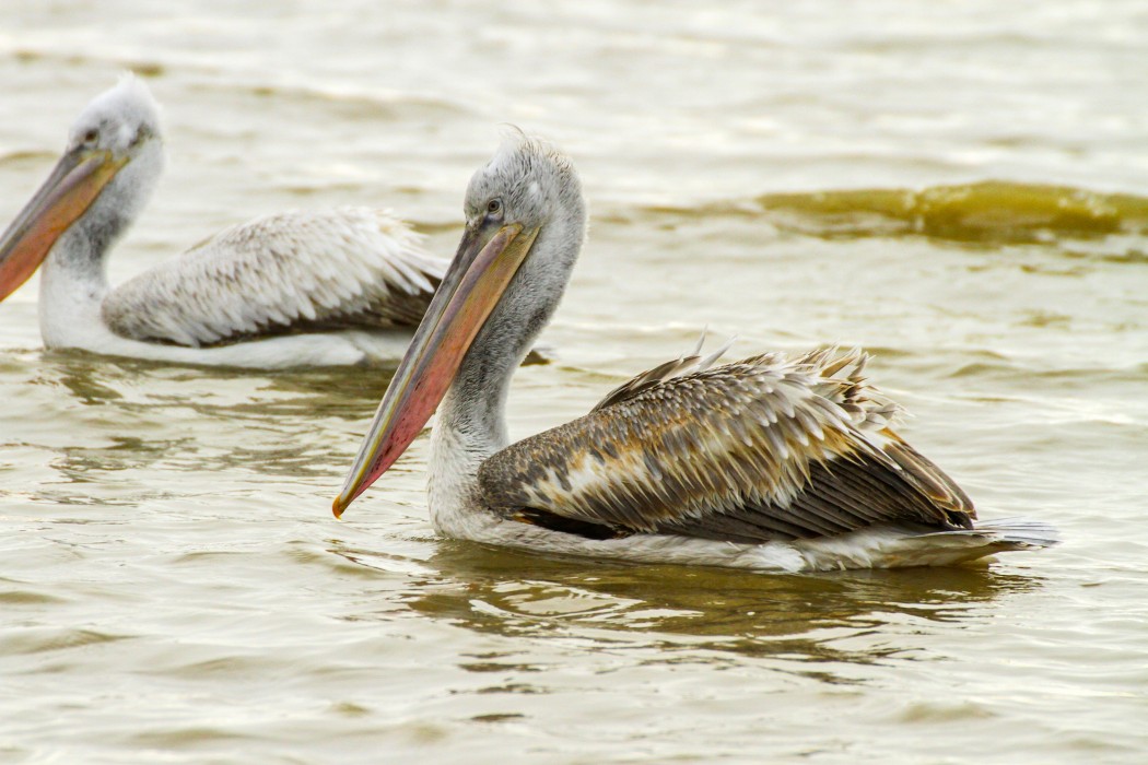 Dalmatian Pelican