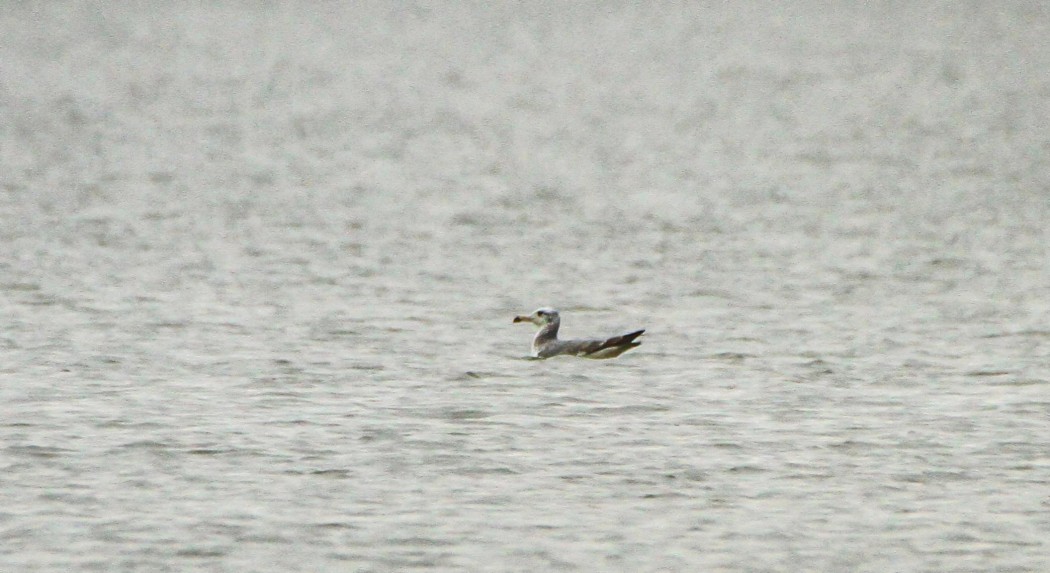 Pallas`s Gull