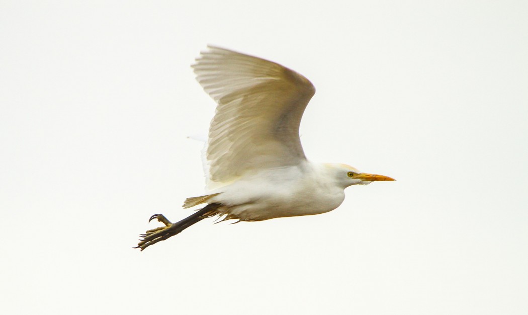 Western Cattle Egret