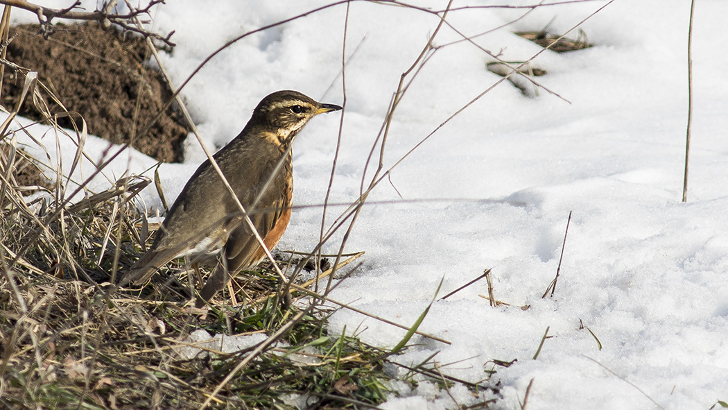 Redwing