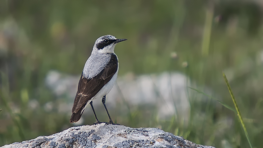 Northern Wheatear
