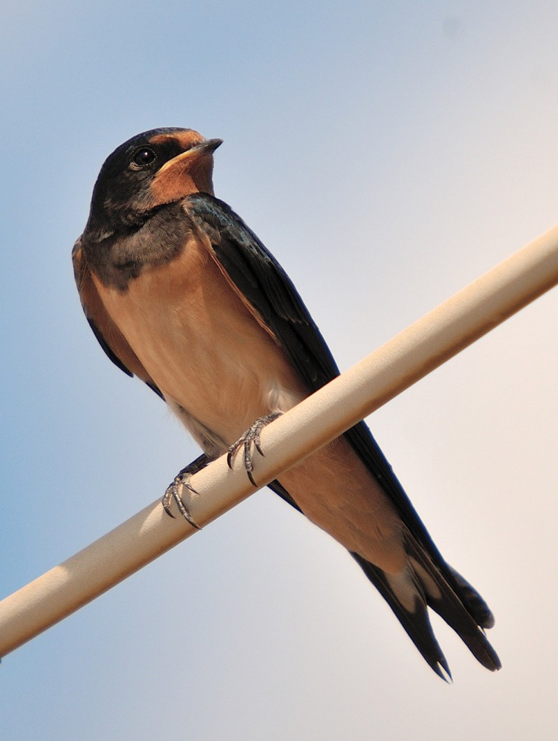 Barn Swallow