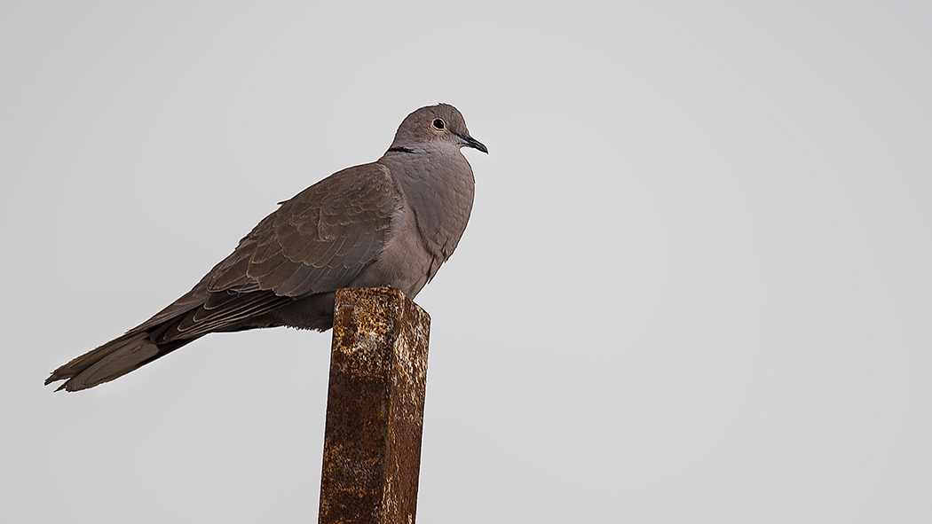 Eurasian Collared Dove