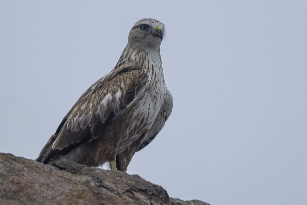 Long-legged Buzzard