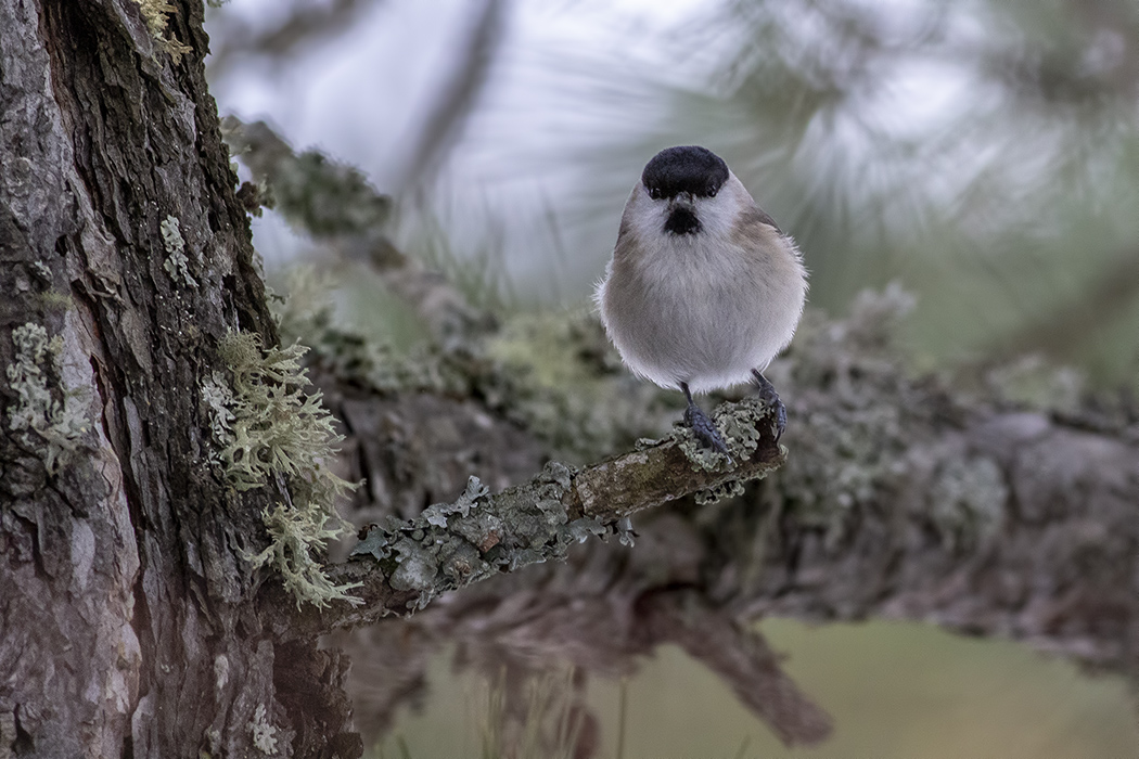 Marsh Tit