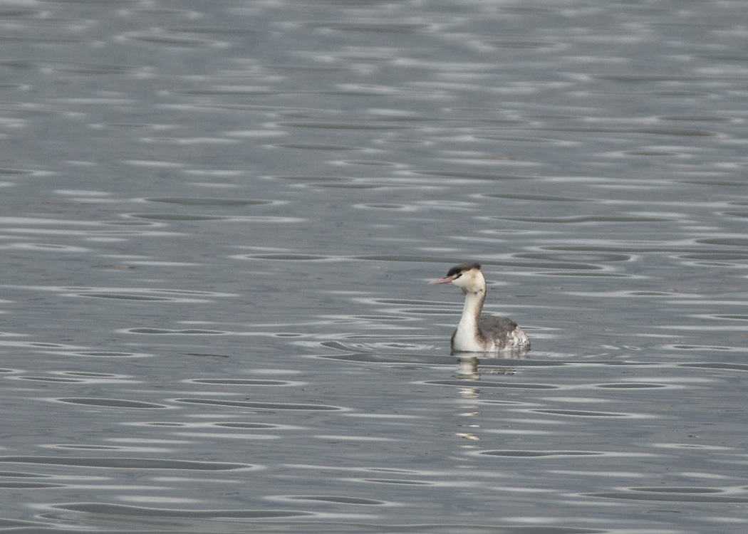 Great Crested Grebe