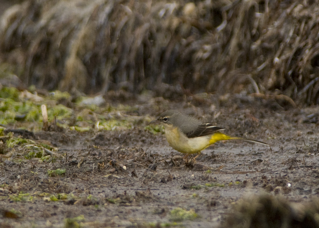 Grey Wagtail