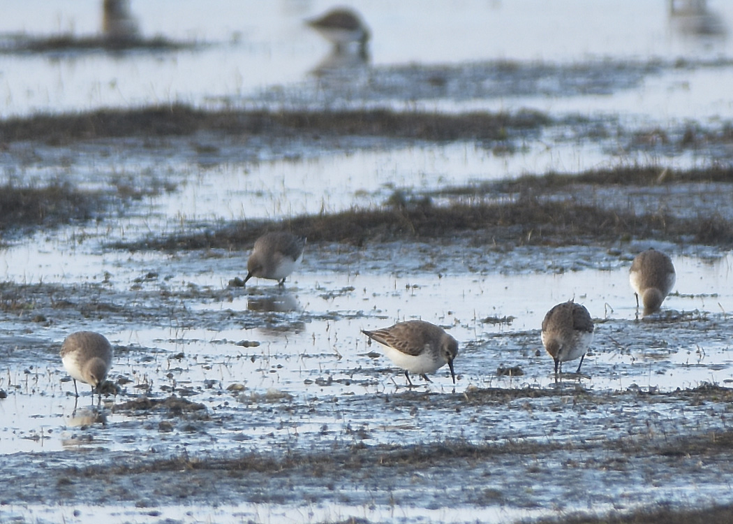 Dunlin