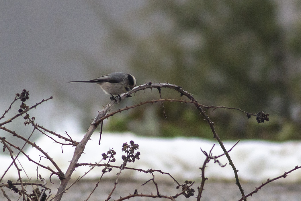 Long-tailed Tit